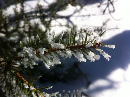 tree branch frost