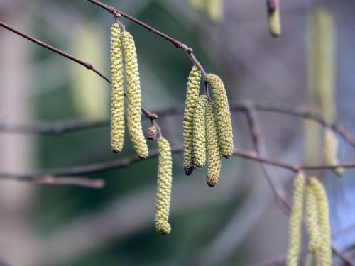 tree birch birch catkins