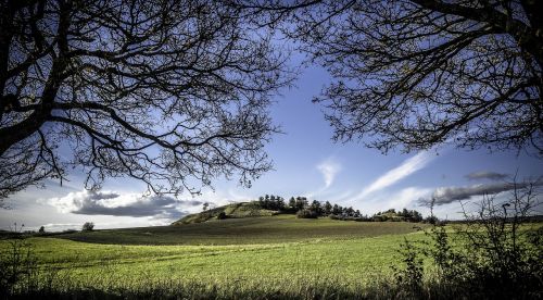 tree nature landscape