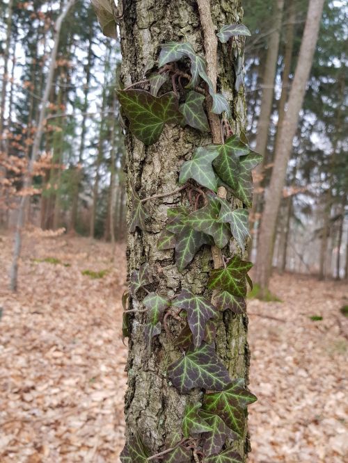 tree wood nature