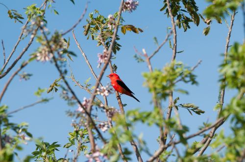 tree nature bird