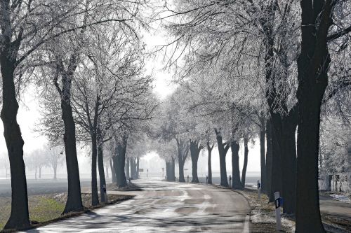 tree road nature