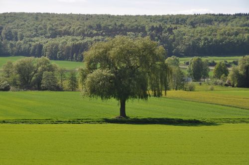 tree landscape nature