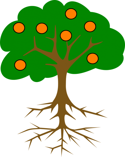 tree oranges roots