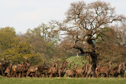 tree nature landscape