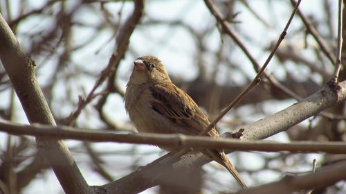 tree nature birds