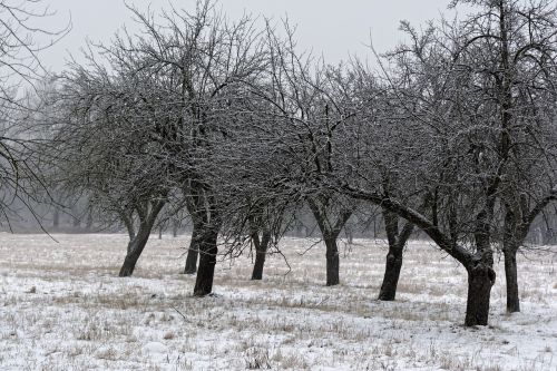 tree winter snow