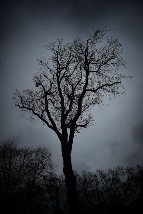 tree landscape wood