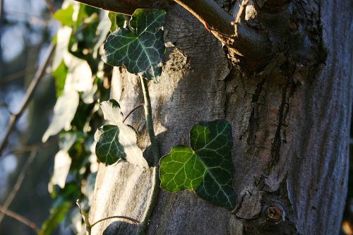 tree leaf nature