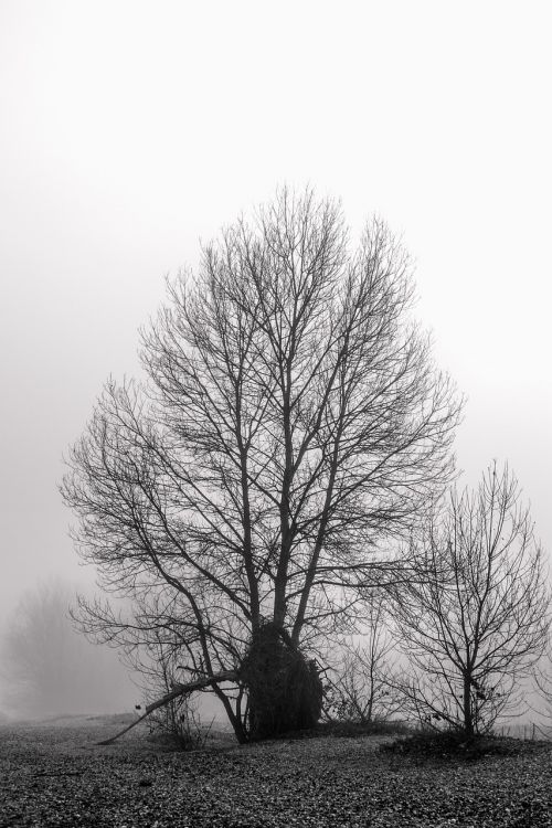 tree landscape nature