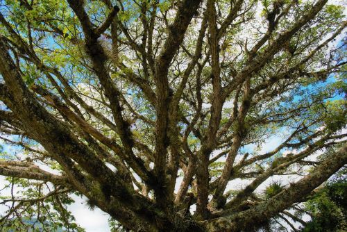 tree nature wood