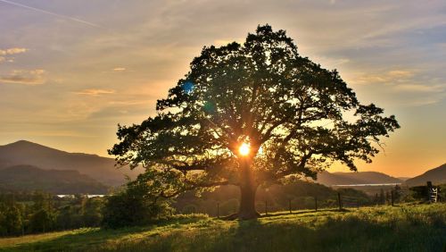 tree nature dawn