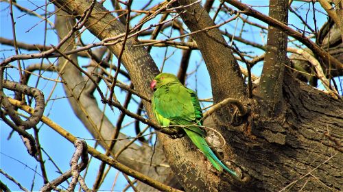 tree nature birds