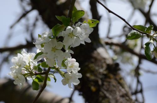 tree branch flower