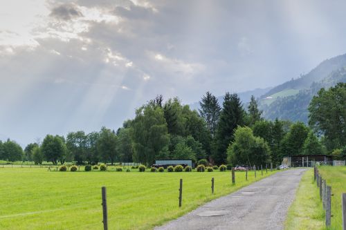 tree nature panorama