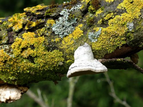 tree nature moss