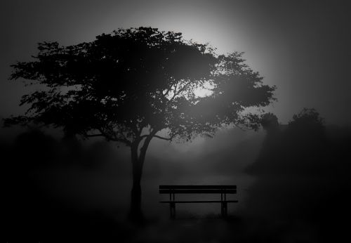 tree silhouette dawn