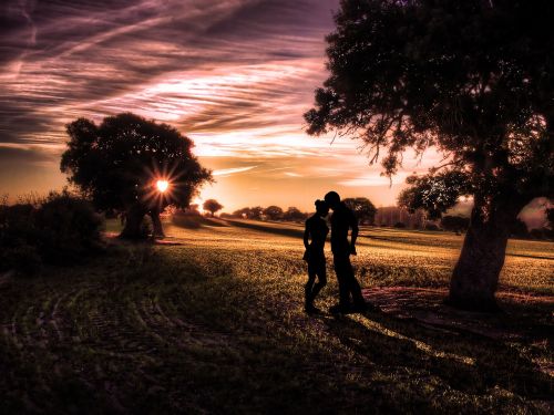 tree sunset landscape