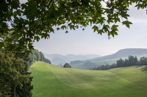 tree landscape nature