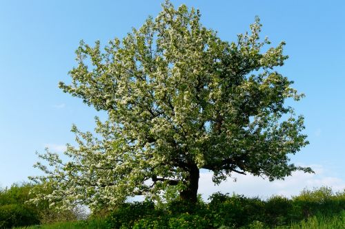 tree nature landscape