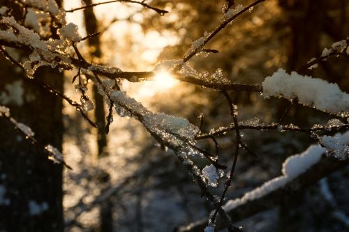 tree nature winter