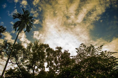 tree nature landscape