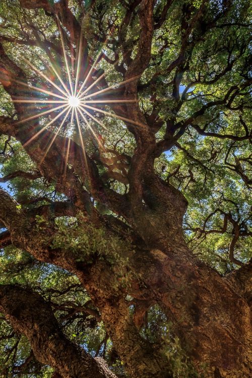 tree nature wood