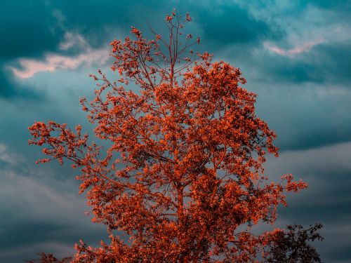 tree blue sky season