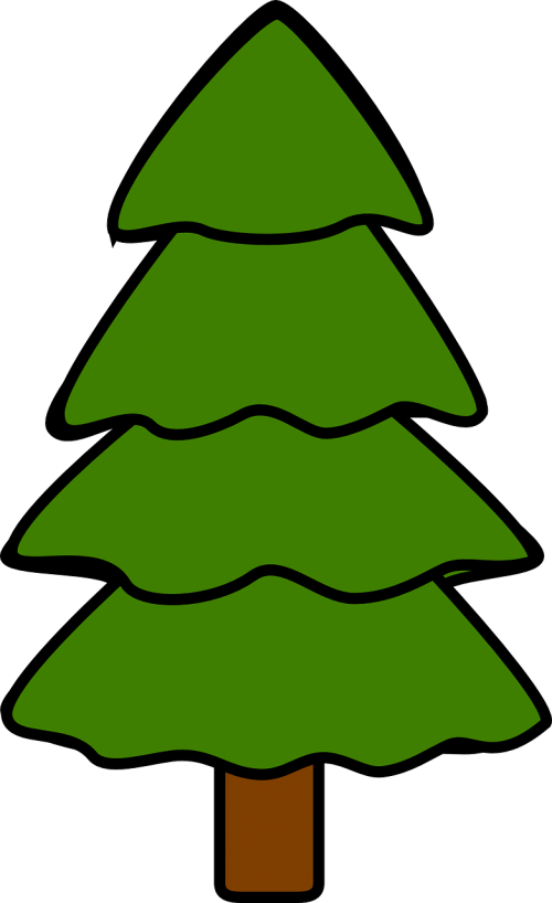 tree fir pine