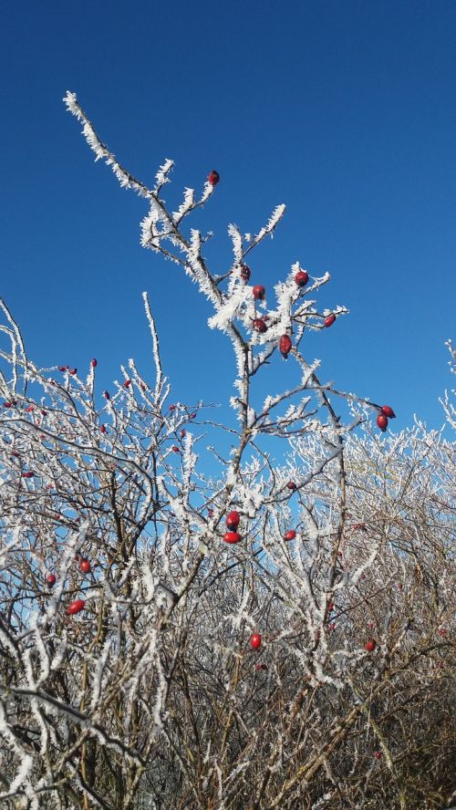 tree branch season