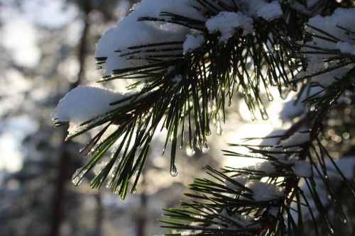 tree winter outdoors