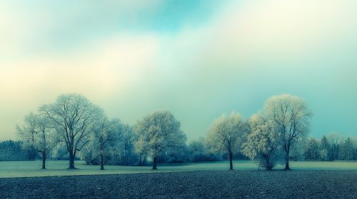 tree nature landscape