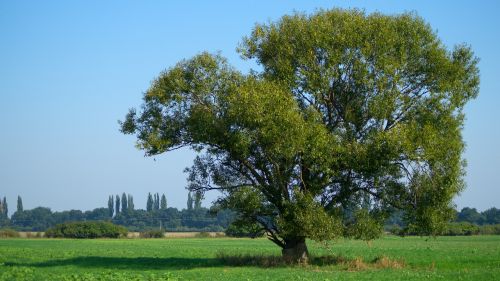 tree field slovakia