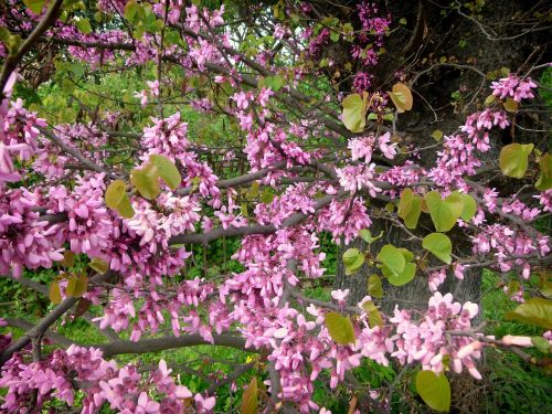 tree flowering branches flowers