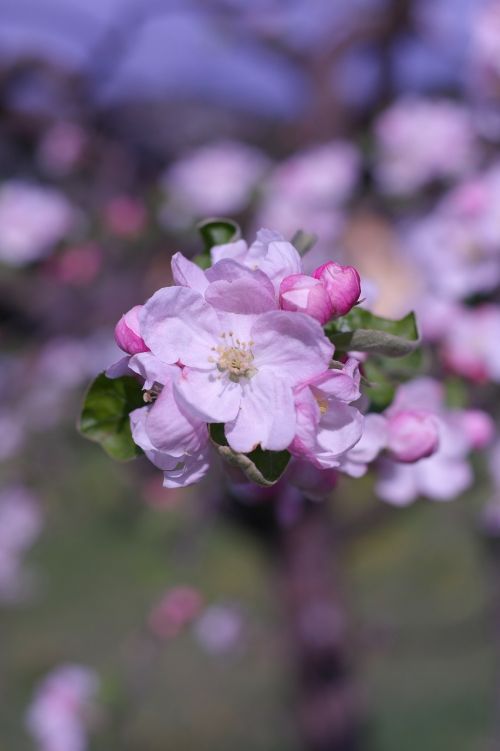 tree apricot blossom