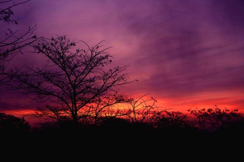 tree landscape nature