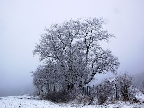 tree winter winter trees