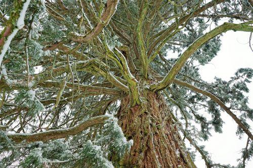 tree nature wood