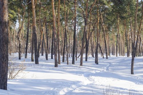 tree wood winter