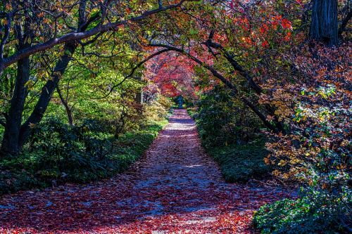 tree leaf fall