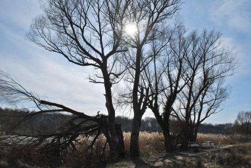 tree landscape nature