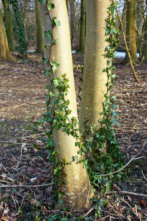 tree trunk bark