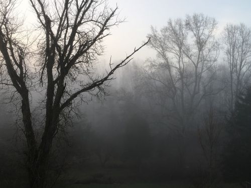 tree fog landscape