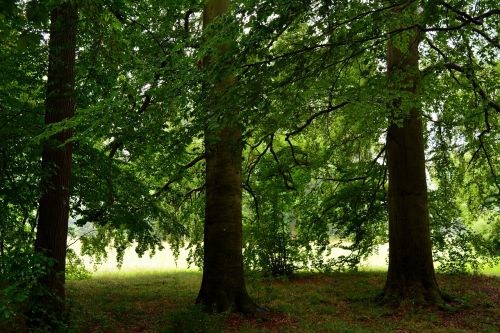 tree wood landscape