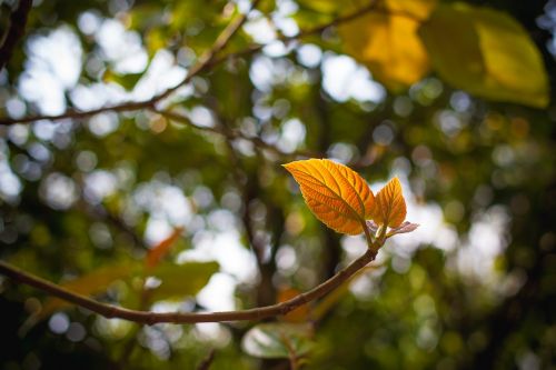 tree leaf branch