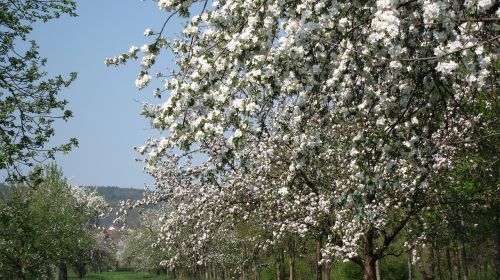 tree cherry wood season