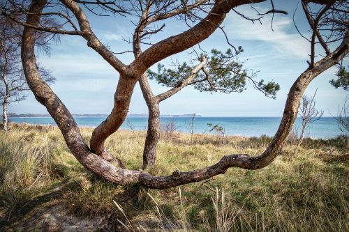 tree nature landscape