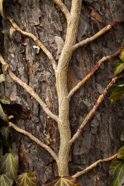 tree nature wood