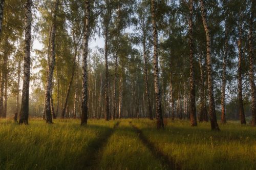 tree nature landscape