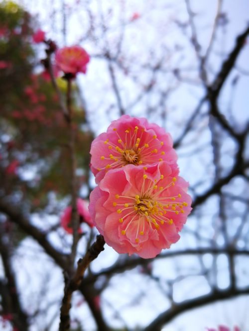 tree nature branch